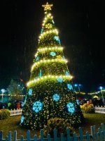 სამტრედიის   მთავარი ნაძვის ხე  საზეიმოდ აინთო