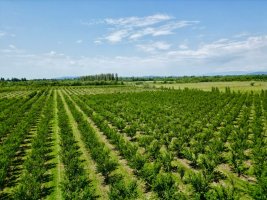 სოფლის მეურნეობის დარგის ხელშეწყობის მიზნით, სასოფლო-სამეურნეო სავარგულებამდე მისასვლელი გზების, წყალსაწრეტი არხების მოწყობა და სხვადასხვა სამუშაოები მიმდინარეობს 