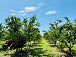 სოფლის მეურნეობის დარგის ხელშეწყობის მიზნით, სასოფლო-სამეურნეო სავარგულებამდე მისასვლელი გზების, წყალსაწრეტი არხების მოწყობა და სხვადასხვა სამუშაოები მიმდინარეობს 